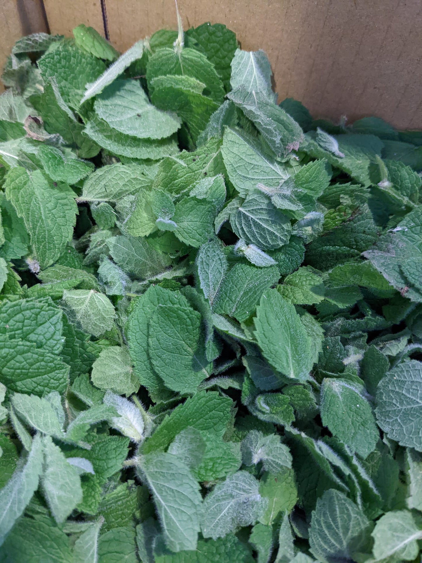 Apple Mint Tea