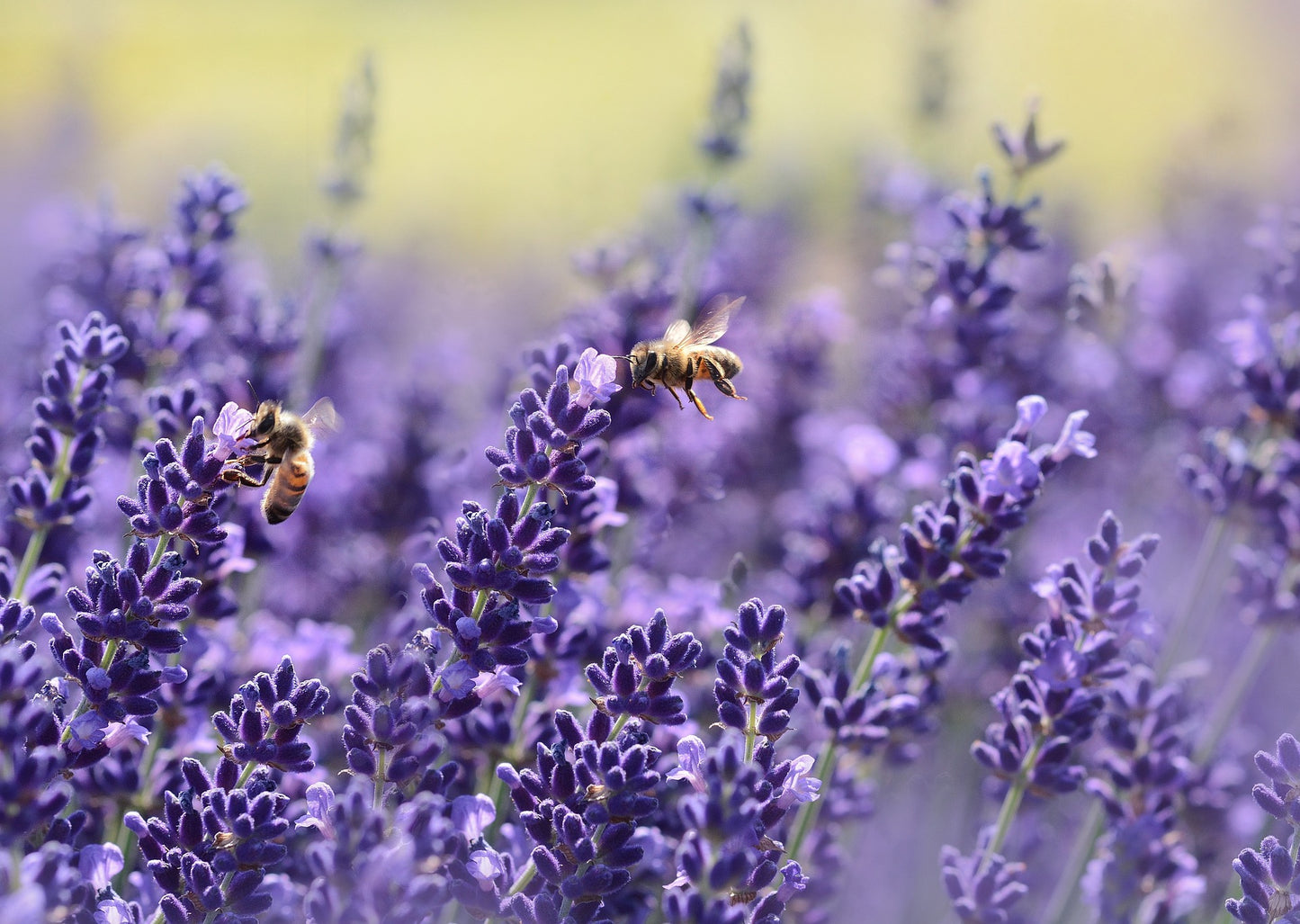 Lavender Tea
